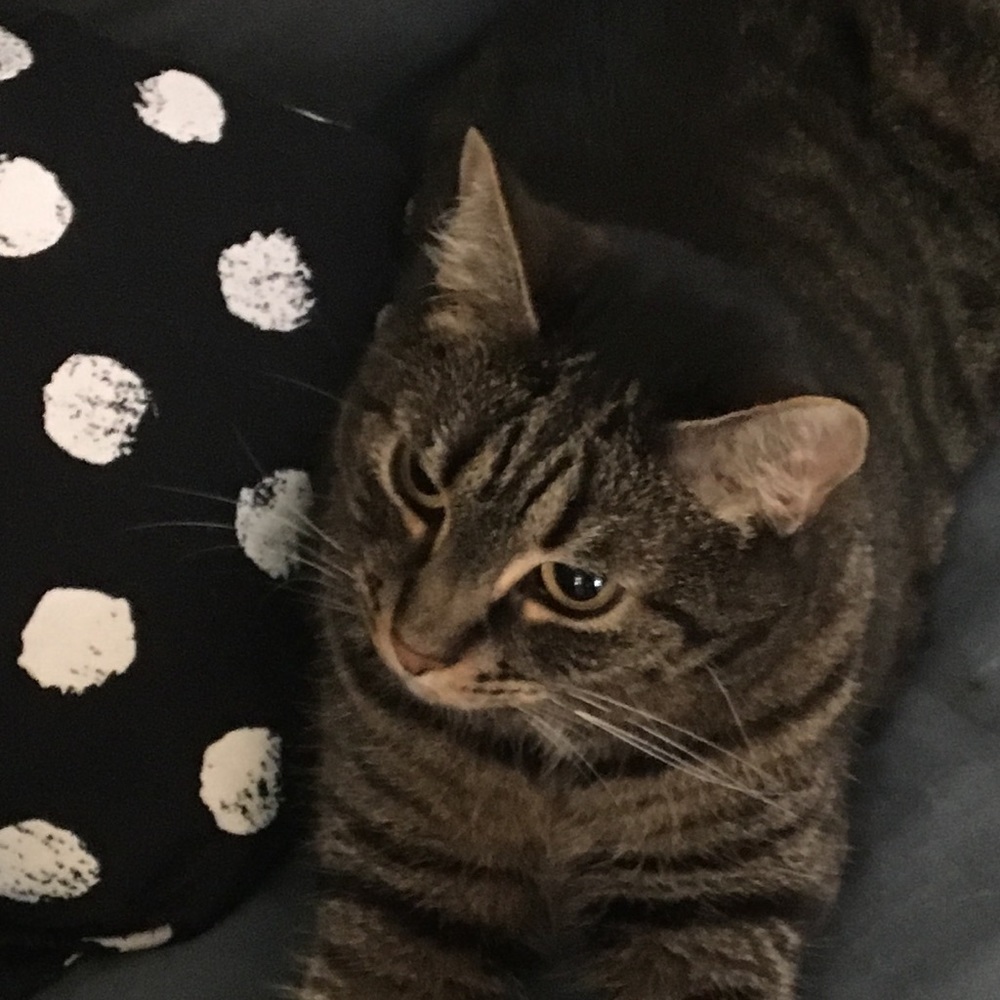 Meet your Posher, Ava